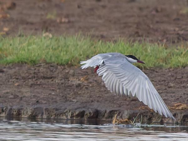 <h3><a href="/trips/tanzania/biota/animalia/chordata/aves/024 charadriiformes/017 laridae/chlidonias hybrida/chlidonias hybrida-nl.html">Chlidonias&nbsp;hybrida</a> / Whiskered&nbsp;tern / Witwangstern</h3>OM-1 Mark II met OLYMPUS M.150-400mm F4.5, 1/2000 sec  bij F4.5, ISO 6400, afstand 61.4&nbsp;m